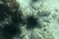 Seeigel
